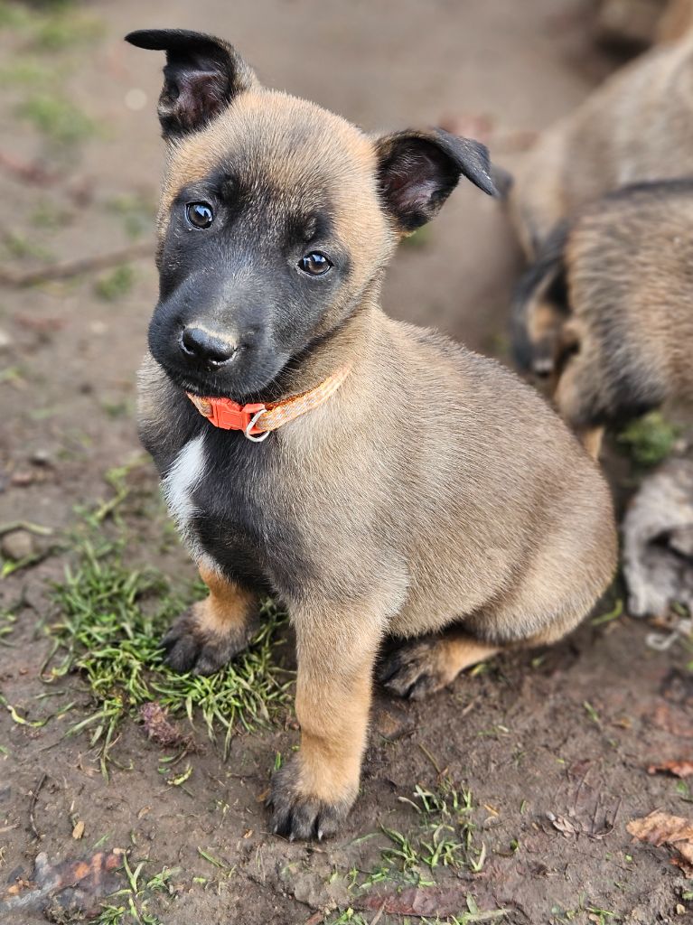 Brave Koeur Of Ice - Chiot disponible  - Berger Belge