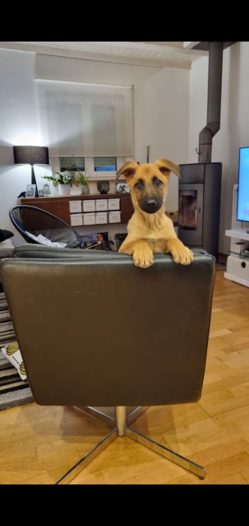 Taz Brave Koeur Of Ice