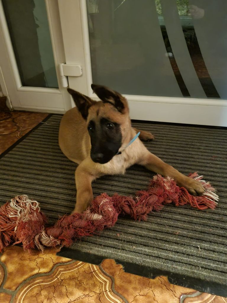 Titan Brave Koeur Of Ice