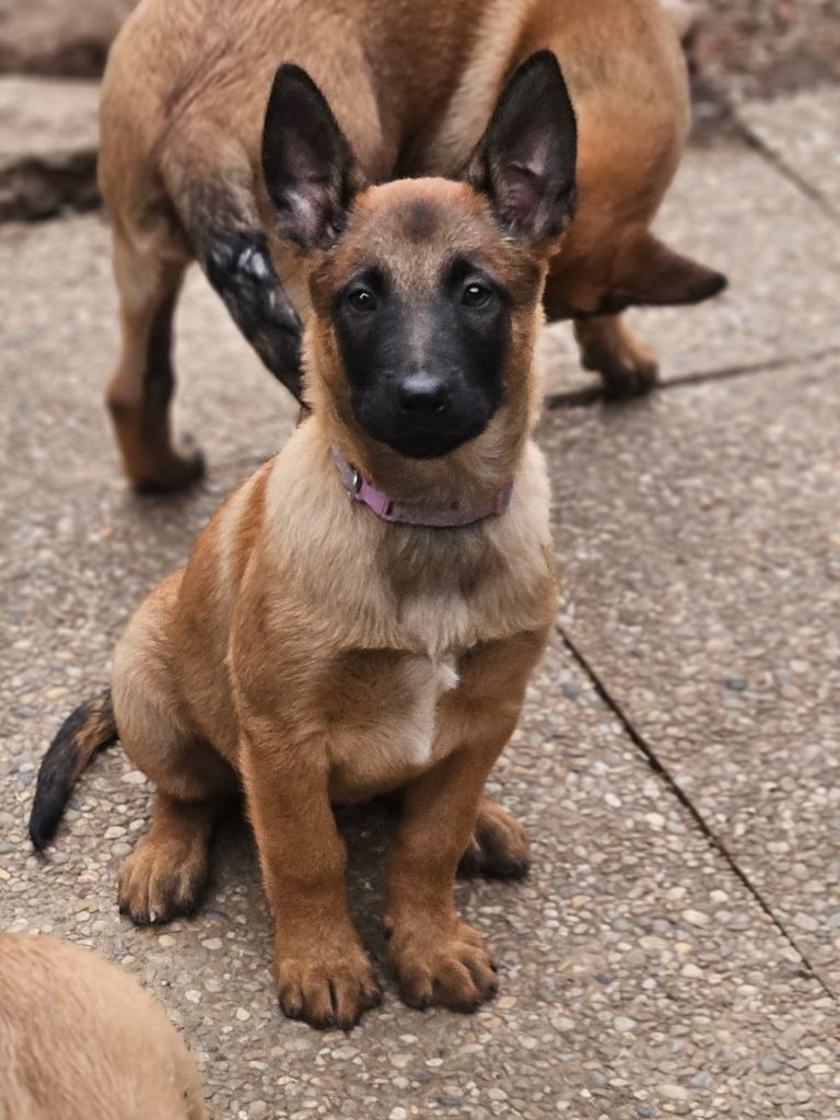 Portée pour 2025 Litter A