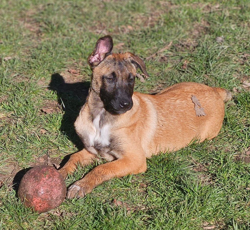 Chiots disponible tout de suire