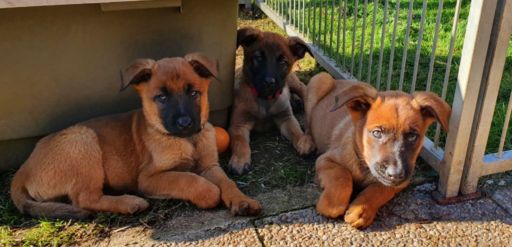 Les babys Ozone et Rocket