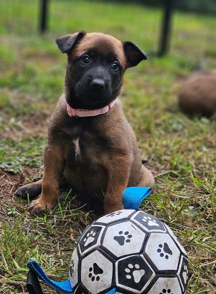 Brave Koeur Of Ice - Chiots disponibles - Berger Belge