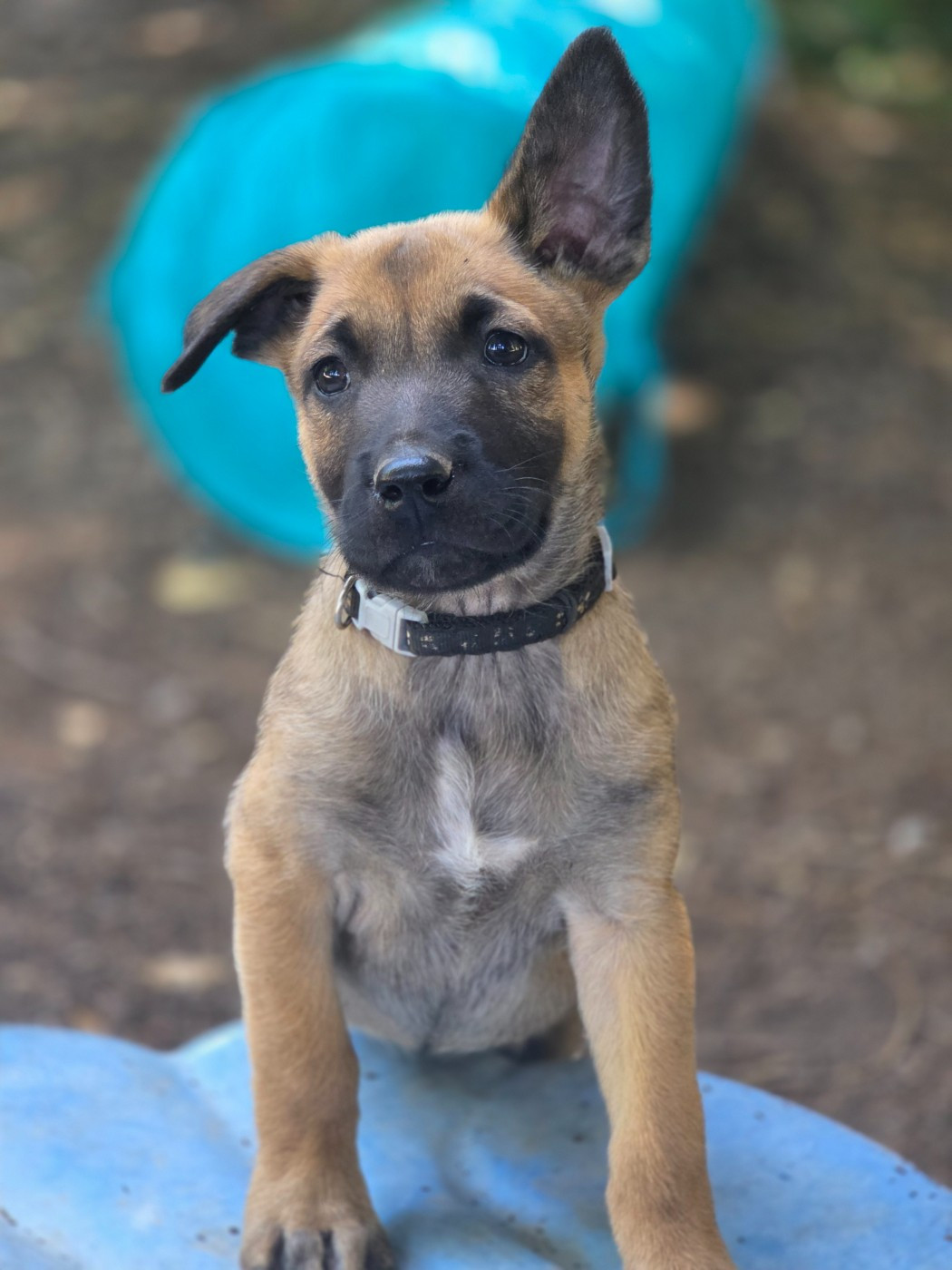 Brave Koeur Of Ice - Chiots disponibles - Berger Belge