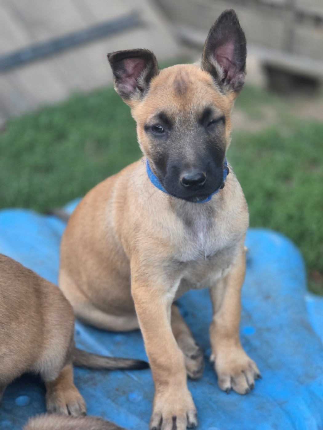 Brave Koeur Of Ice - Chiots disponibles - Berger Belge