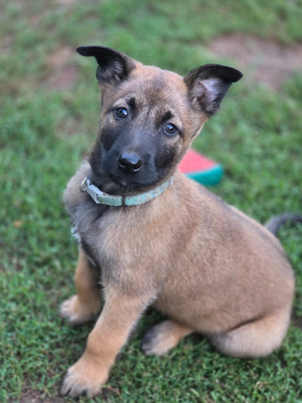 Brave Koeur Of Ice - Chiots disponibles - Berger Belge