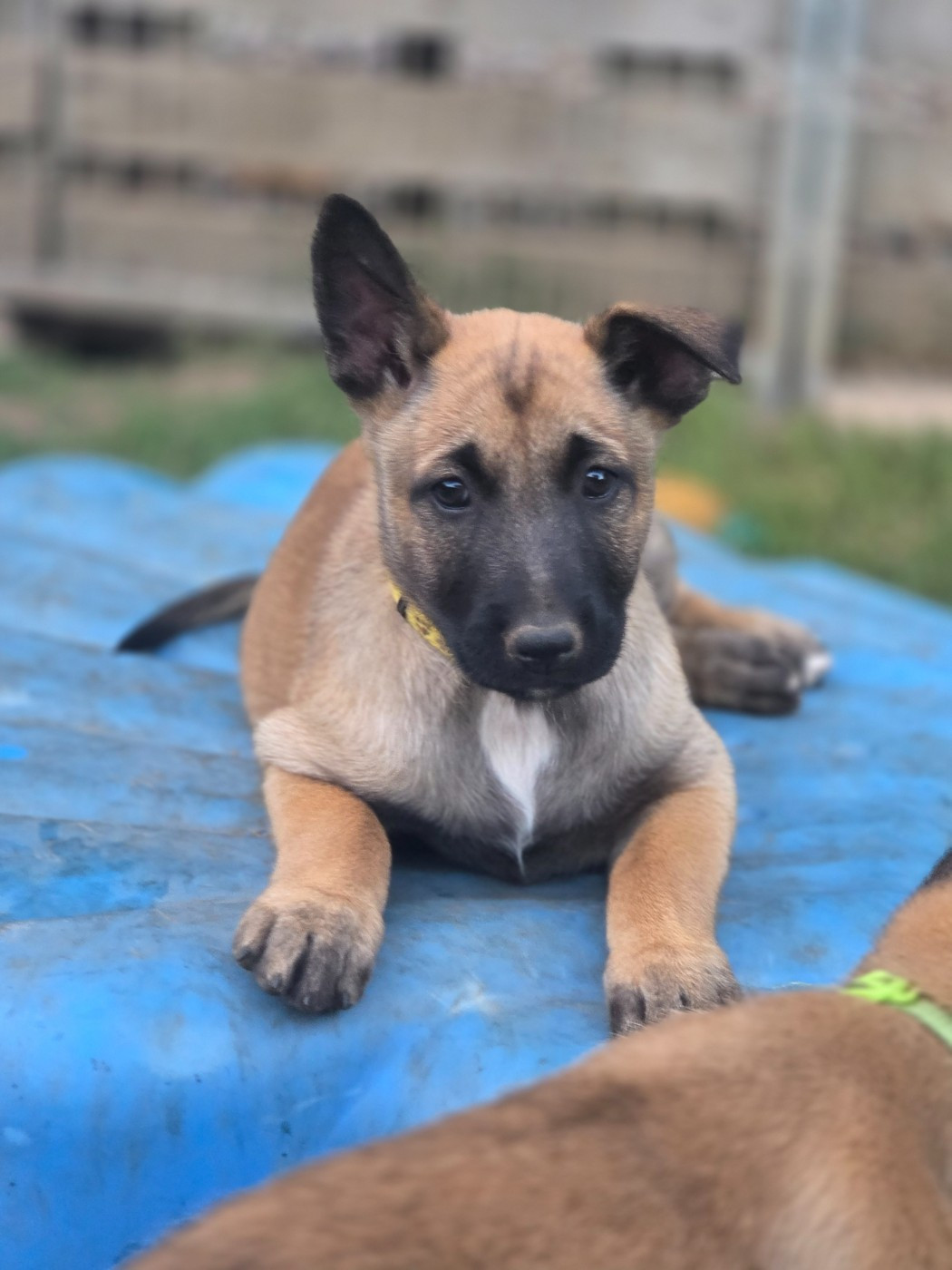 Brave Koeur Of Ice - Chiots disponibles - Berger Belge