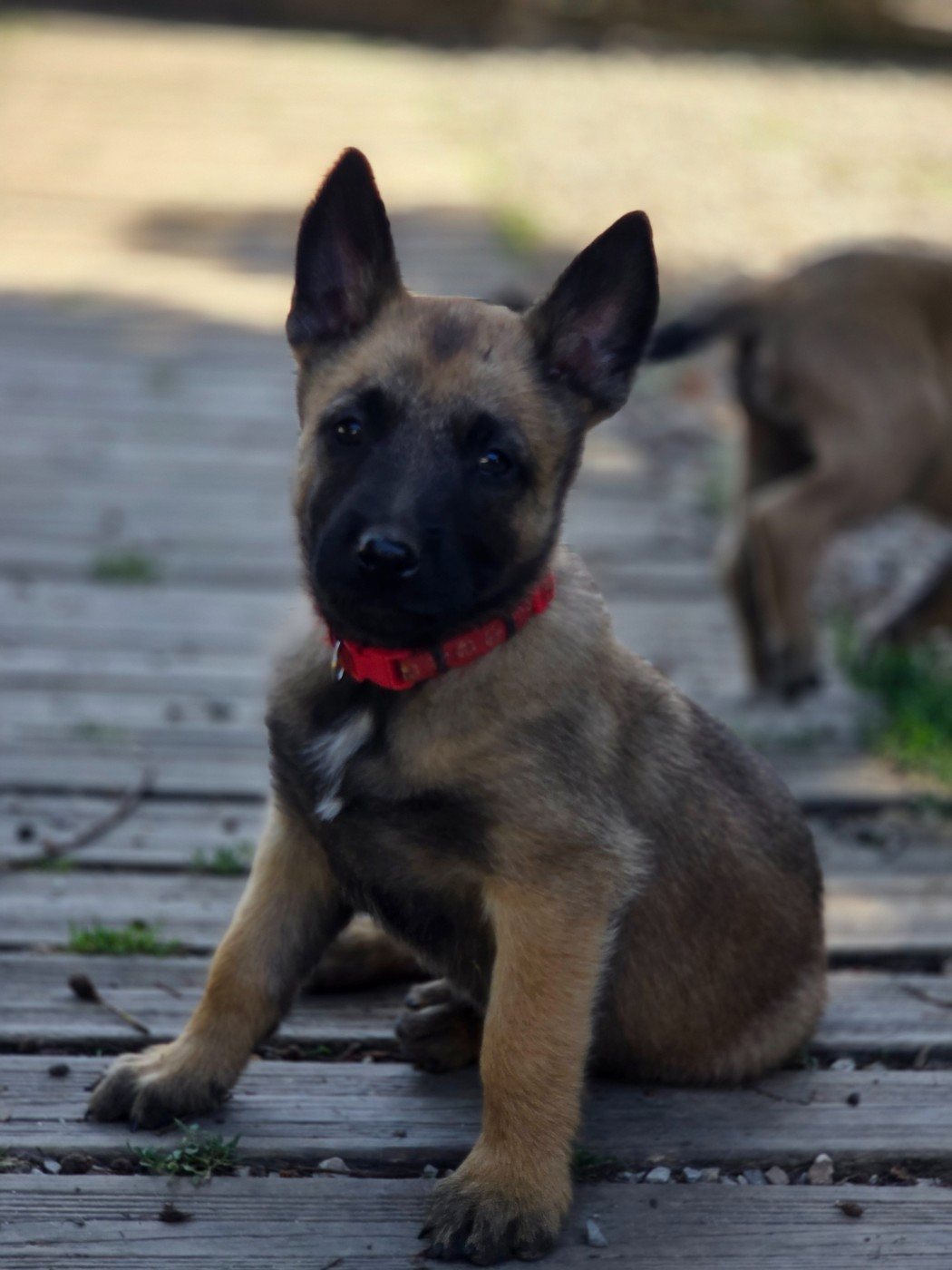 Brave Koeur Of Ice - Chiots disponibles - Berger Belge