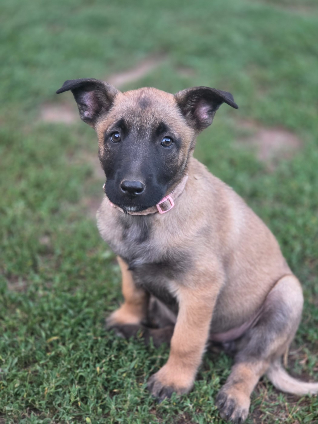 Brave Koeur Of Ice - Chiots disponibles - Berger Belge