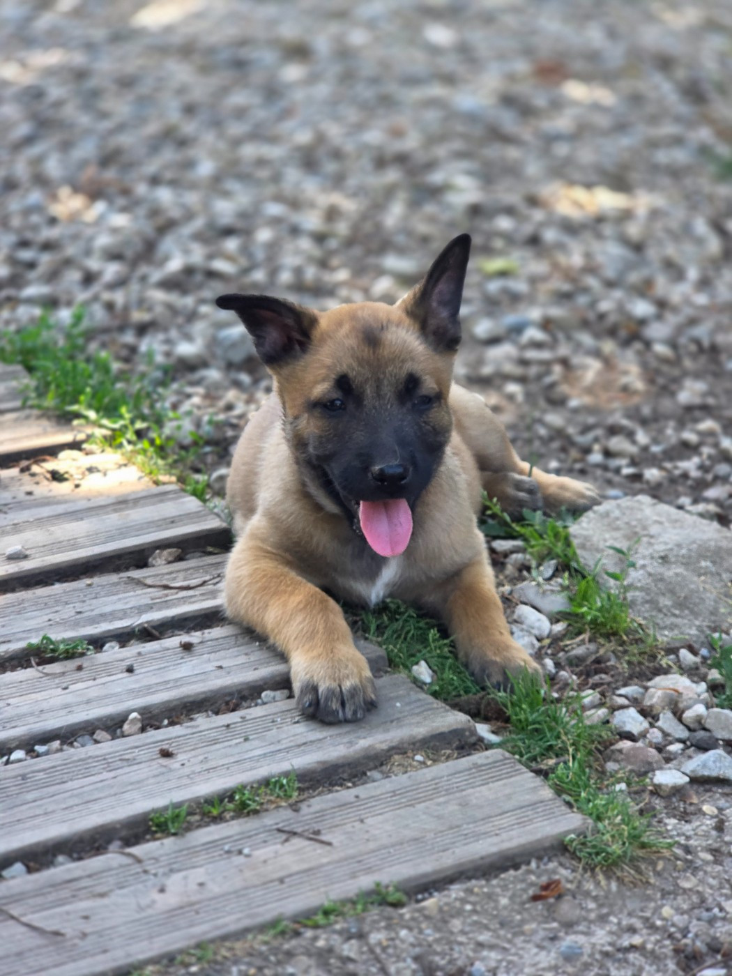 Brave Koeur Of Ice - Chiots disponibles - Berger Belge