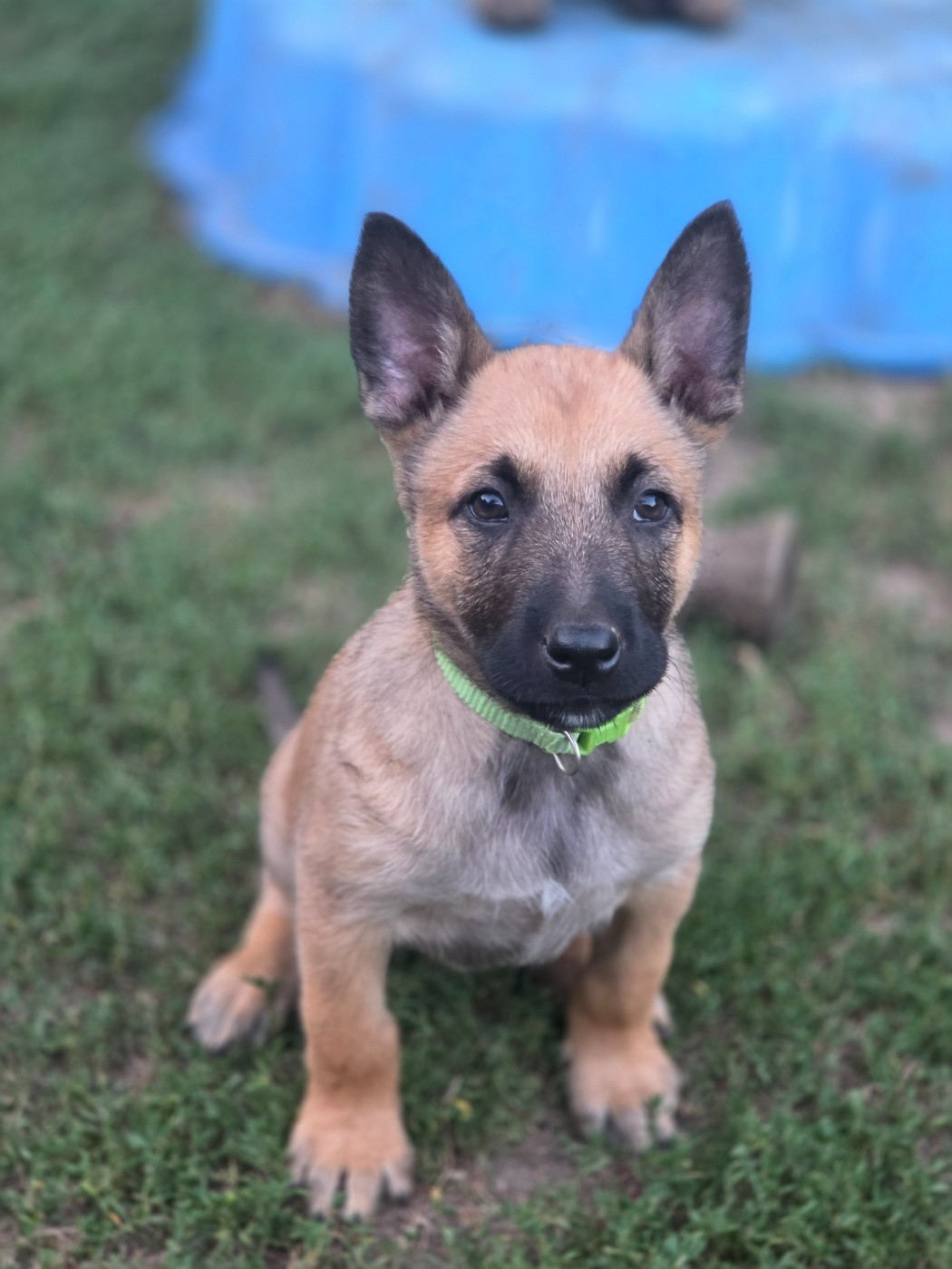 Brave Koeur Of Ice - Chiots disponibles - Berger Belge