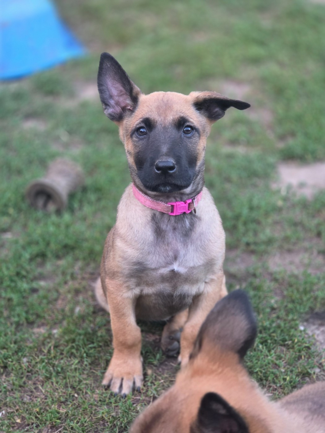 Brave Koeur Of Ice - Chiots disponibles - Berger Belge