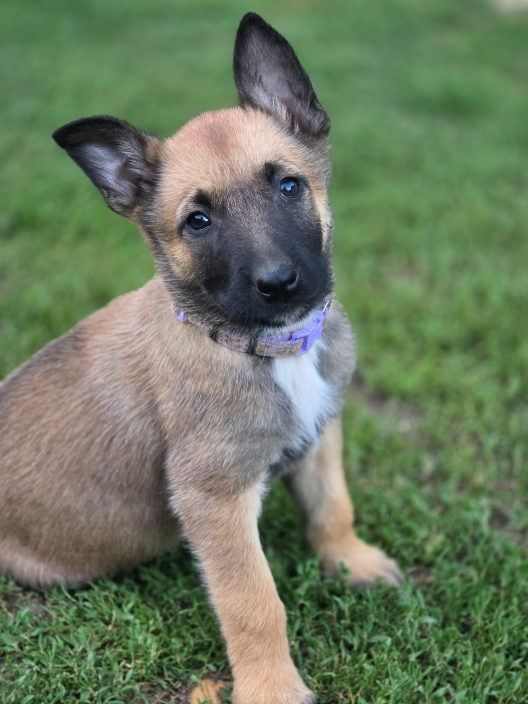 Brave Koeur Of Ice - Chiots disponibles - Berger Belge