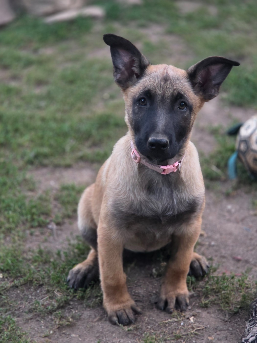Brave Koeur Of Ice - Chiots disponibles - Berger Belge