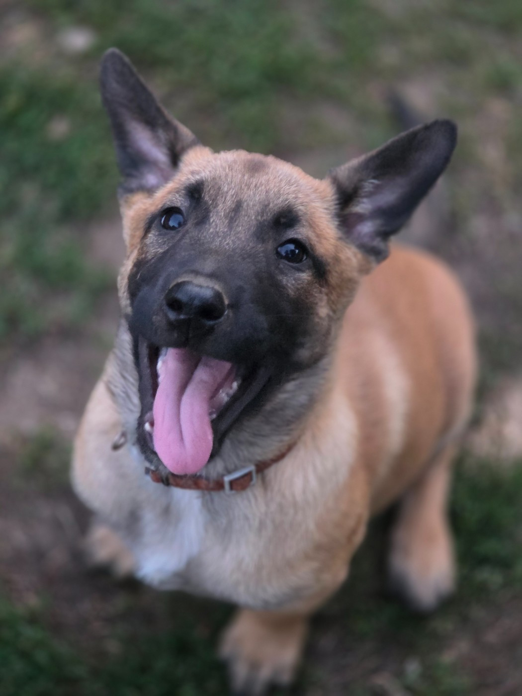 Brave Koeur Of Ice - Chiots disponibles - Berger Belge