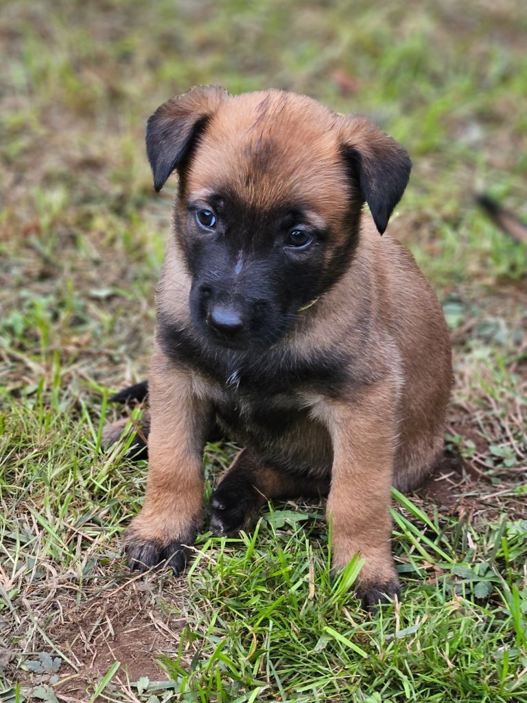 Brave Koeur Of Ice - Chiots disponibles - Berger Belge