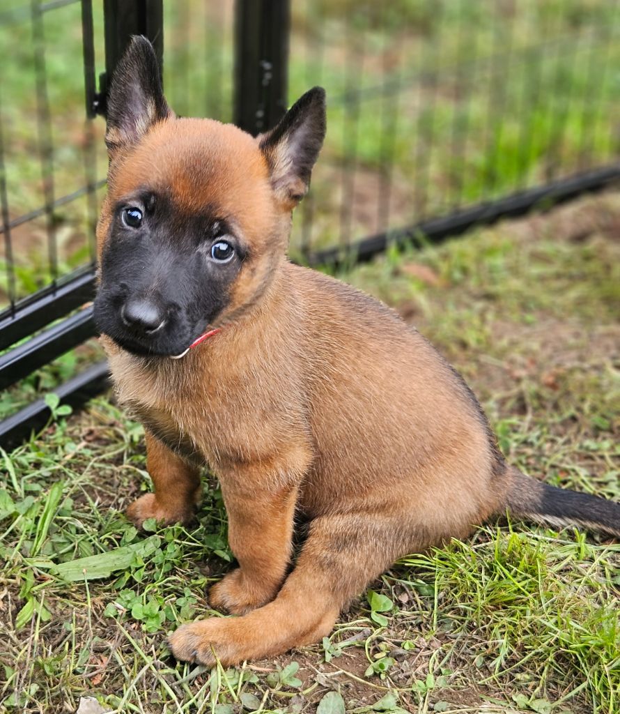 Brave Koeur Of Ice - Chiots disponibles - Berger Belge