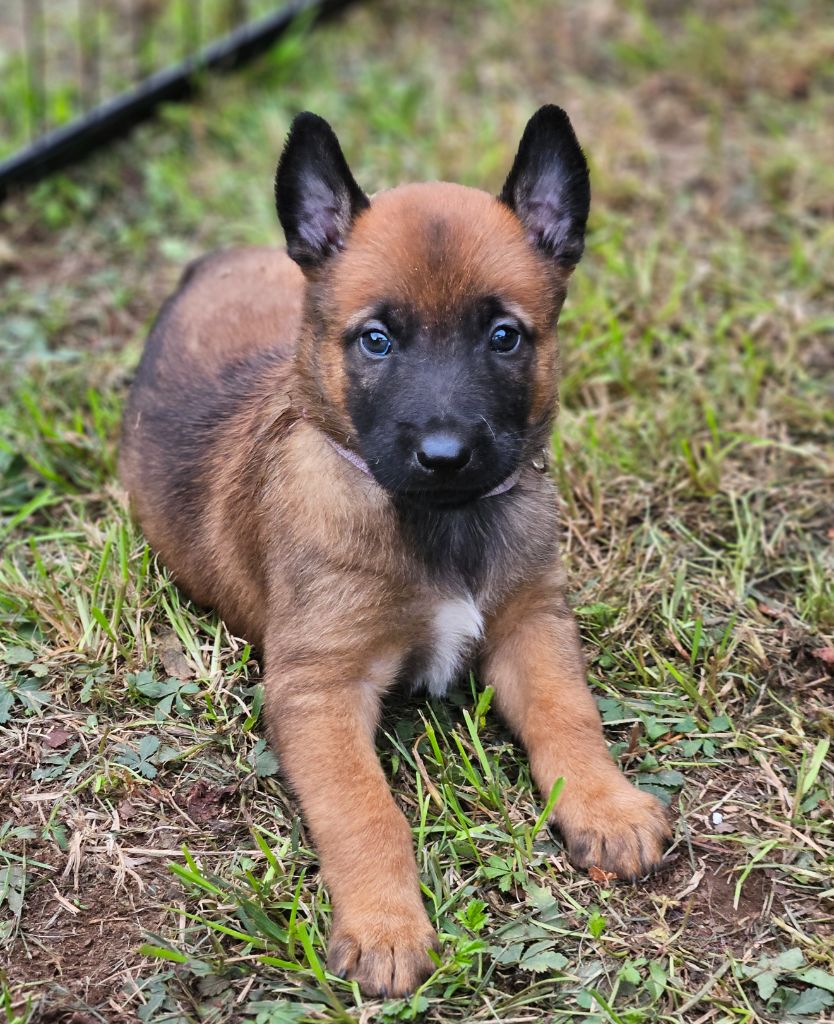 Brave Koeur Of Ice - Chiots disponibles - Berger Belge