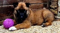 CHIOT