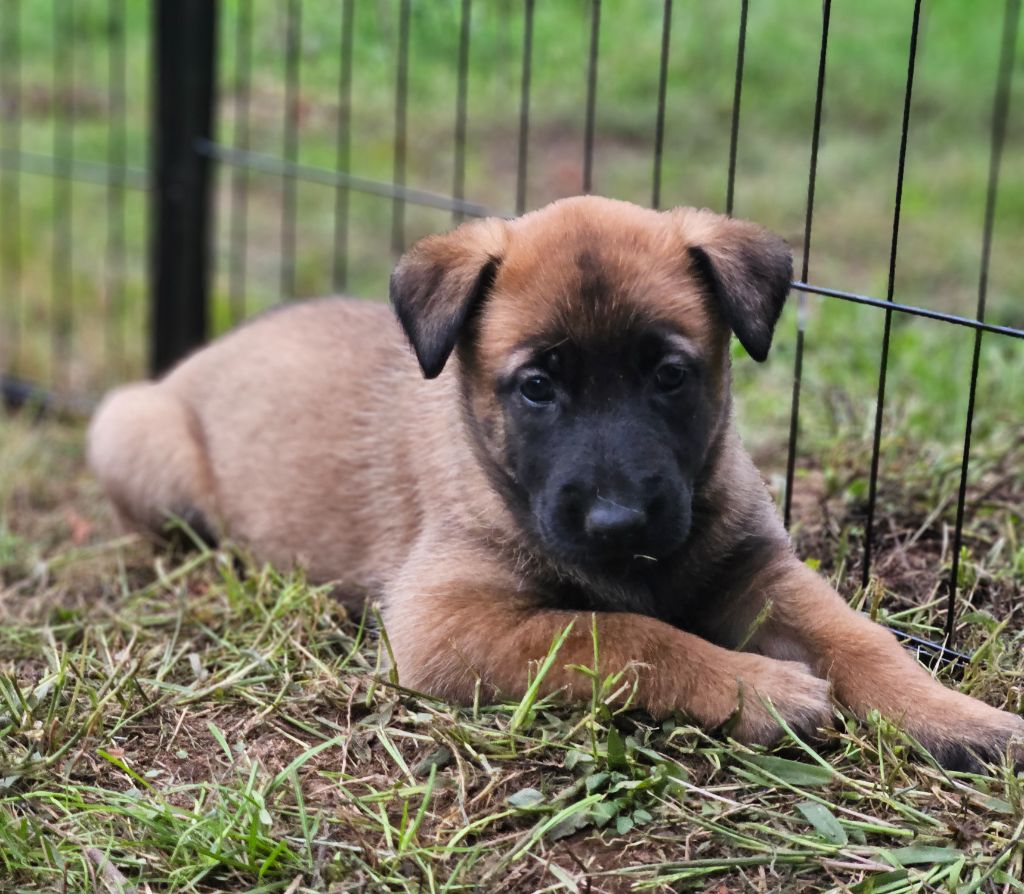 Brave Koeur Of Ice - Chiots disponibles - Berger Belge