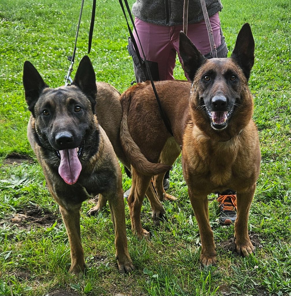 Chiot Berger Belge Brave Koeur Of Ice