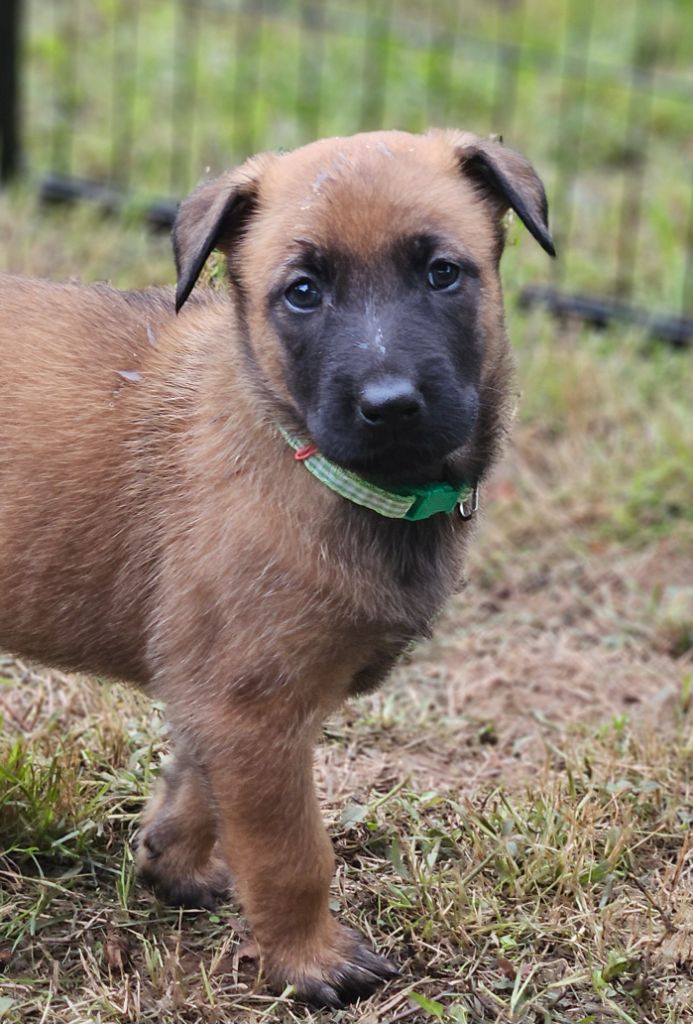 Brave Koeur Of Ice - Chiots disponibles - Berger Belge